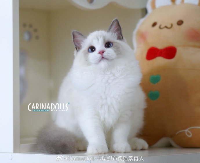 Iis Carina